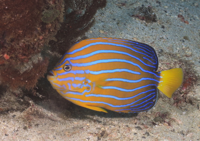 キンチャクダイ