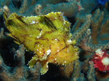 ハダカハオコゼ