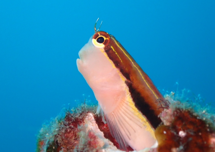 ヒトスジギンポ