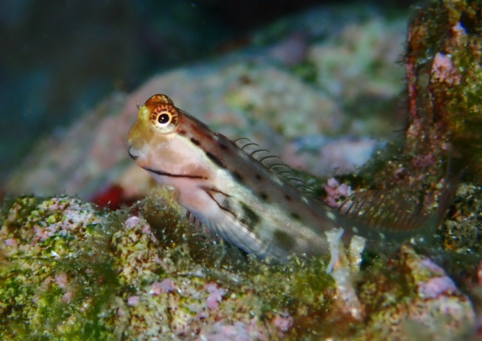 イシガキカエルウオ