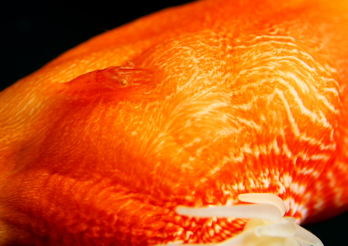 アヤトリカクレエビ