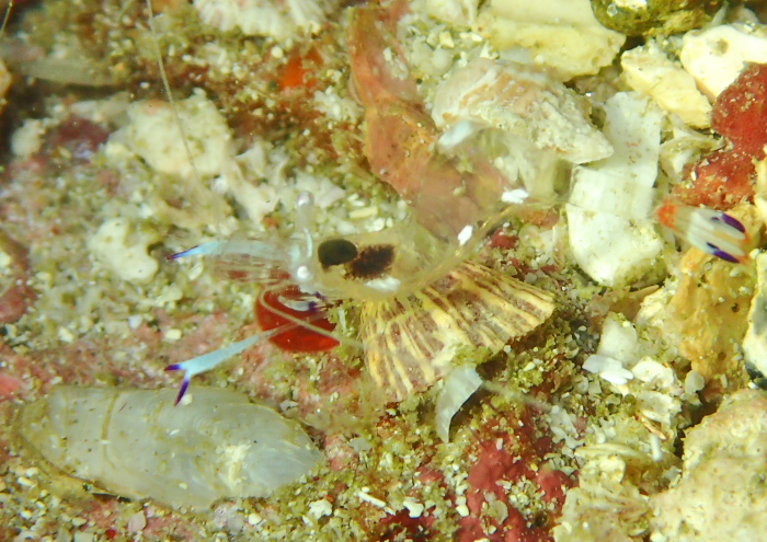 オドリカクレエビ