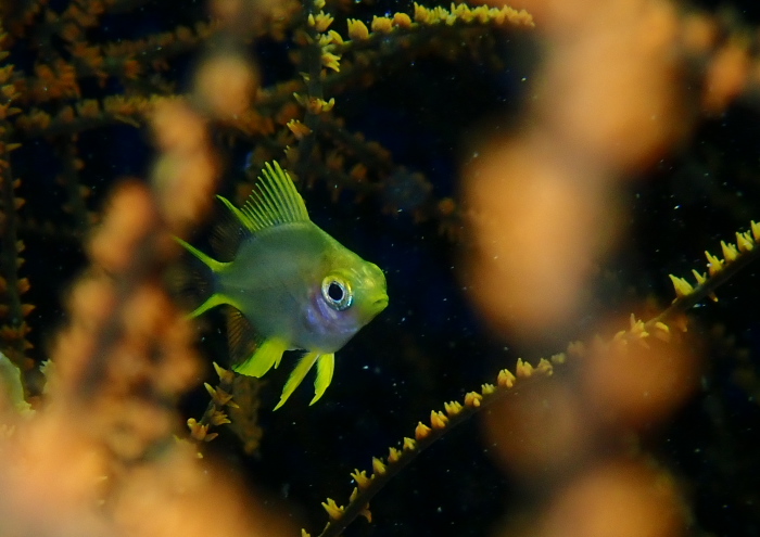 ヤマブキスズメダイ