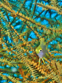 ヤマブキスズメダイ