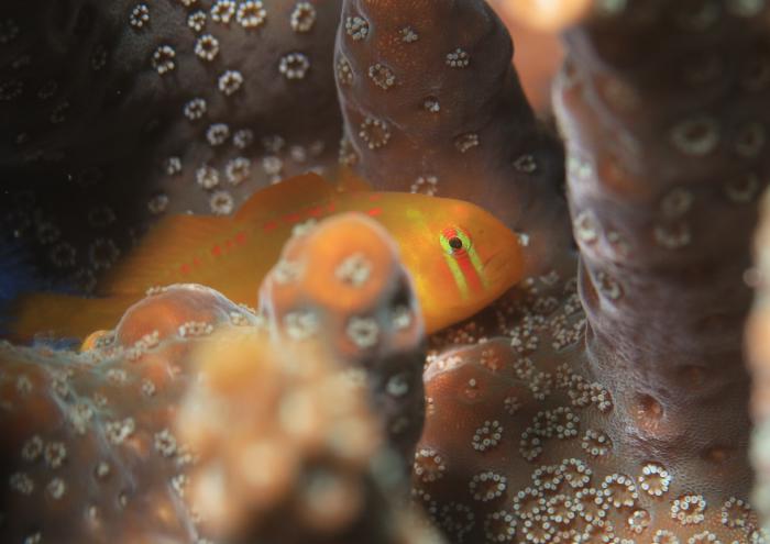 セアカコバンハゼ