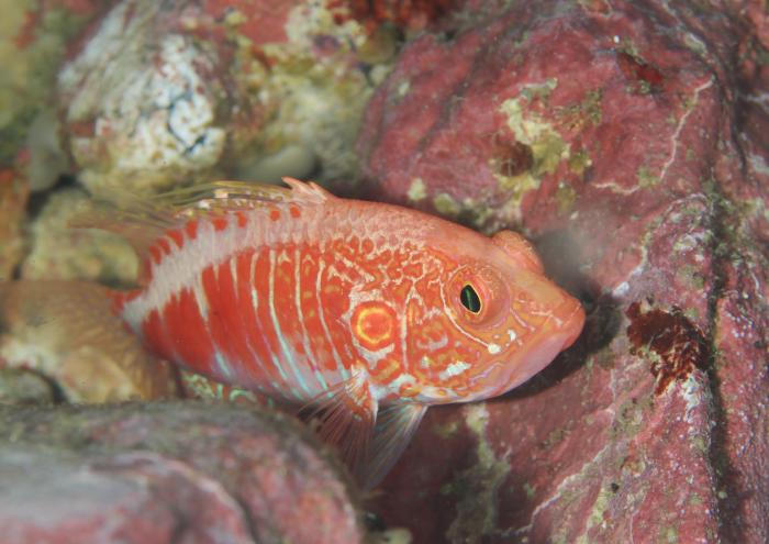 オシャレハナダイ