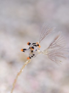 ツノザヤウミウシ