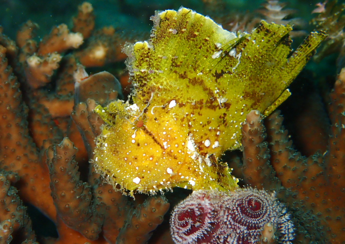 ハダカコケギンポ