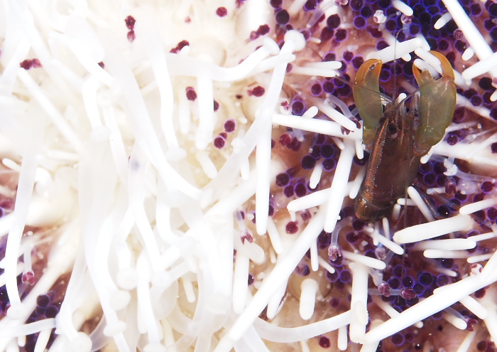 ツマキヤドリエビ