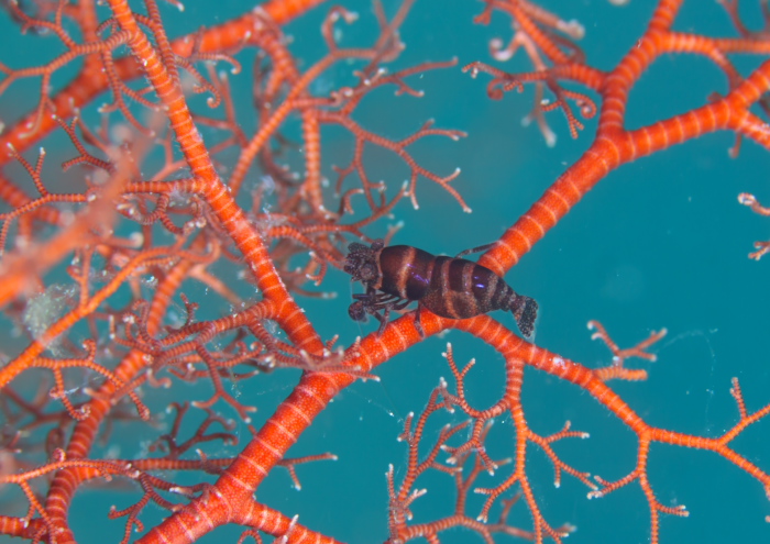 テヅルモズルエビ