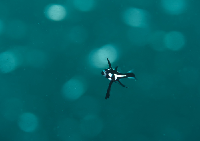 ホホスジタルミ