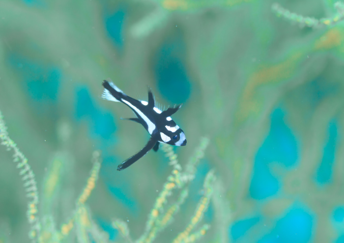 ホホスジタルミ