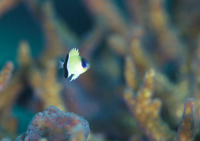 クロオビスズメダイ