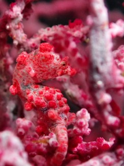 ピグミーシーホース