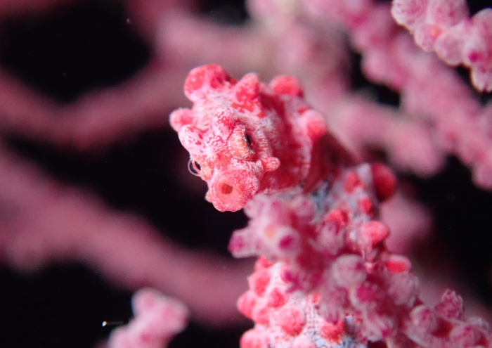 ピグミーシーホース