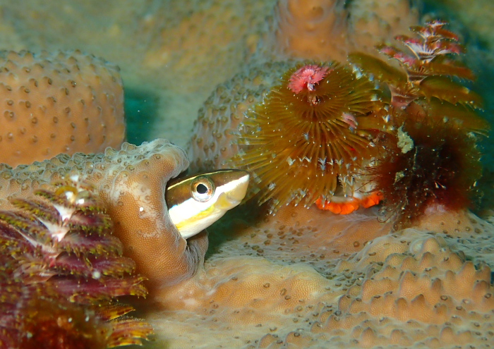 テンクロスジギンポ