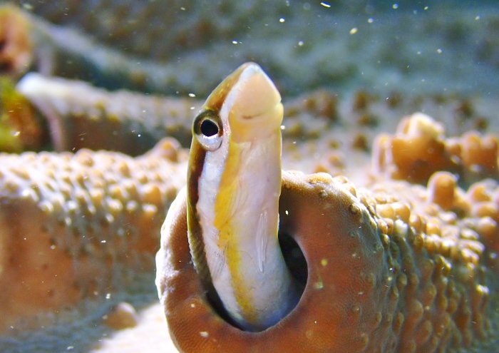 テンクロスジギンポ