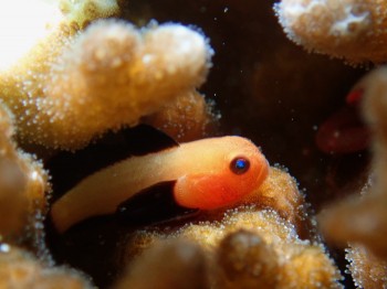 パンダダルマハゼ