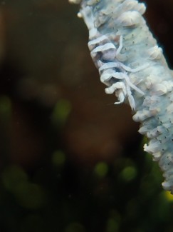 ムチカラマツエビ