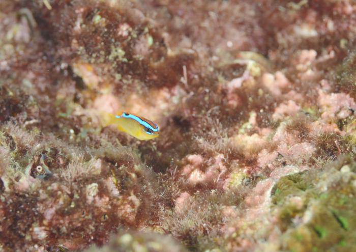 ミヤコキセンスズメダイ