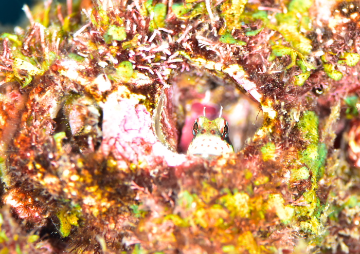 モンツキカエルウオ