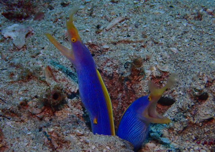 ハナヒゲウツボ