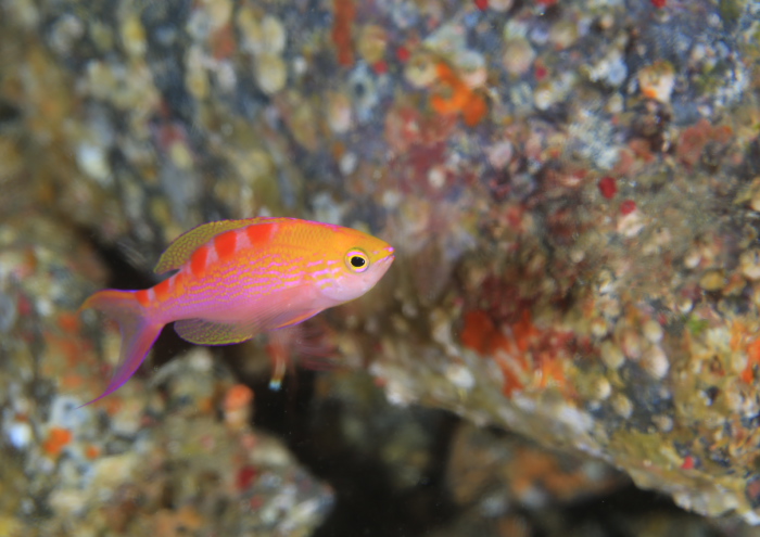 アサヒハナゴイ