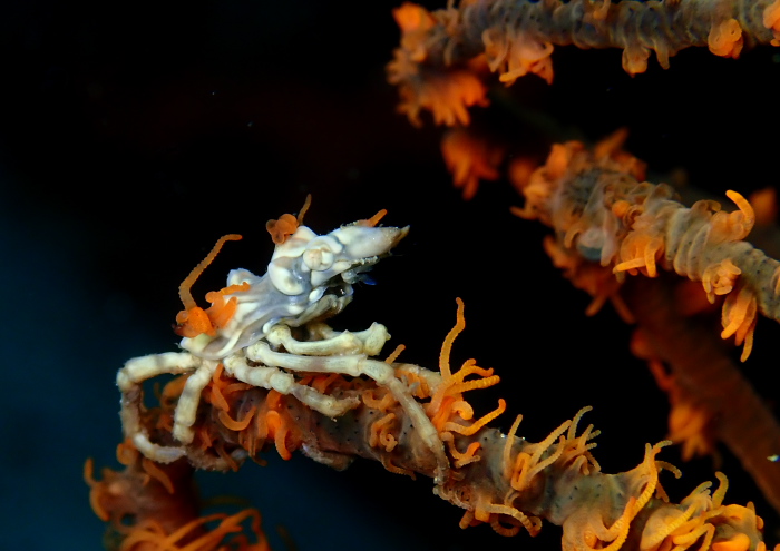 イボイソバナガニ