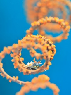 イボイソバナガニ