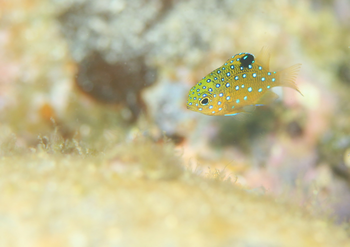 ルリホシスズメダイ