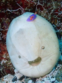 ムラサキウミコチョウ