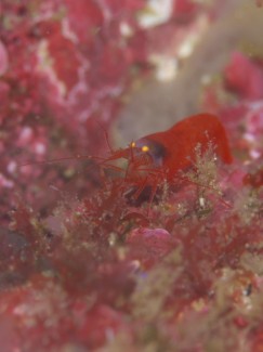 イラモツノテッポウエビ