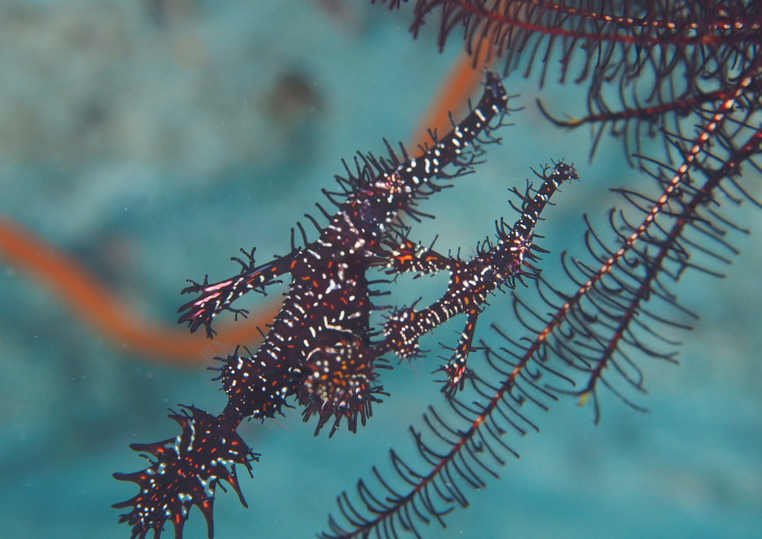 ニシキフウライウオ