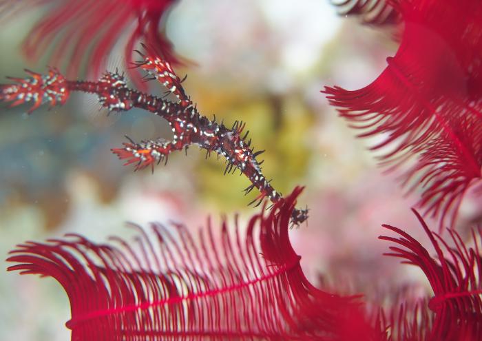 ニシキフウライウオ