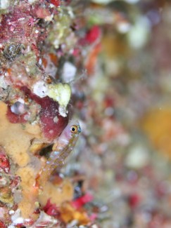 カシワベニハゼ