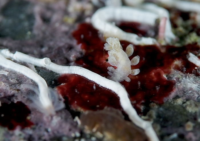 オショロミノウミウシの仲間