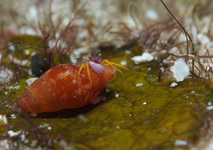 アデヤカゼブラヤドカリ