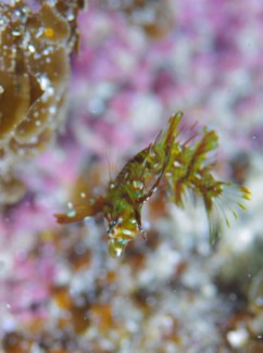 オビテンスモドキ