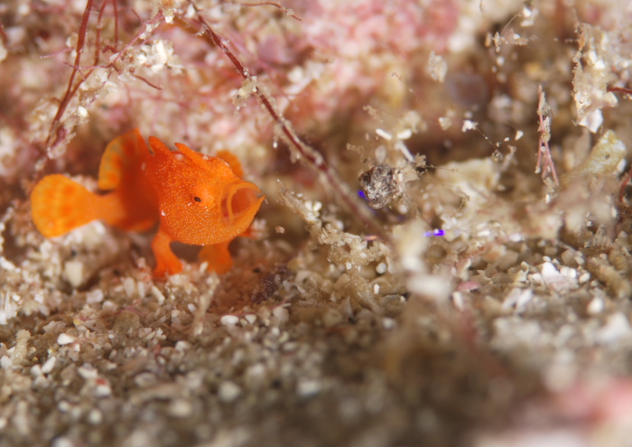 イロカエルアンコウ