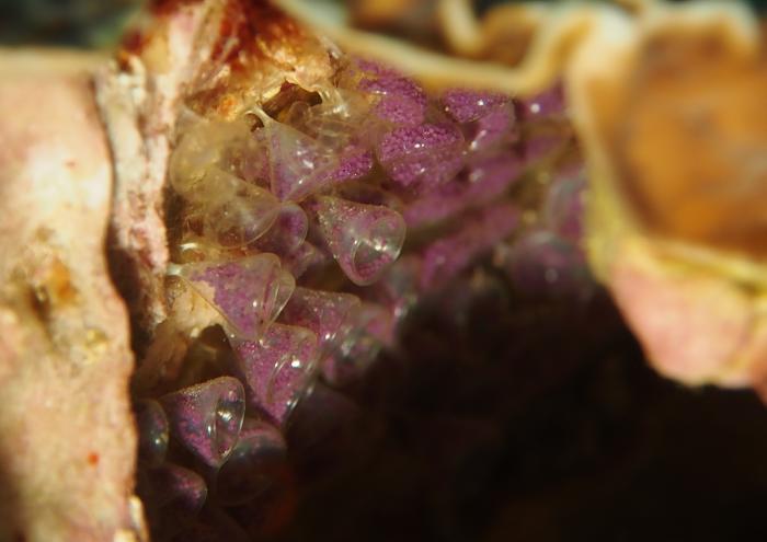 ナガサキニシキニナ