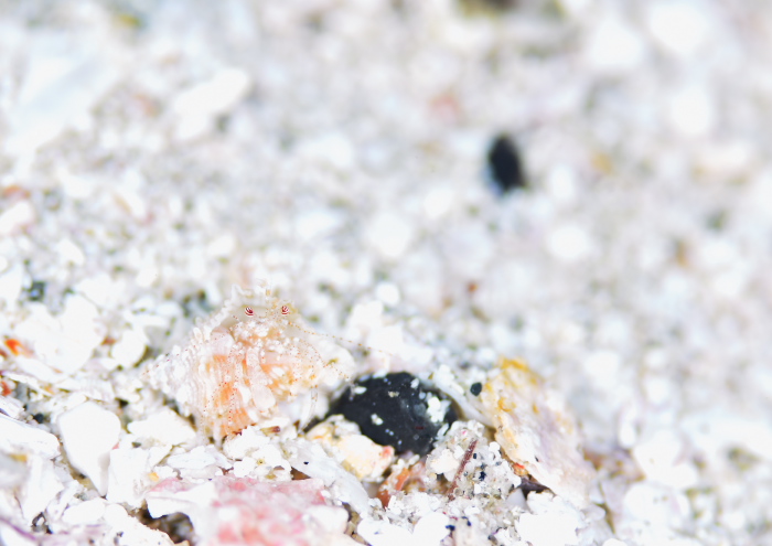 ネジレヤドカリ属の1種