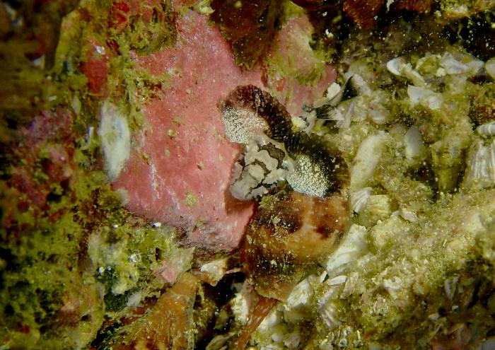 オキナワハゼ属の1種ー3