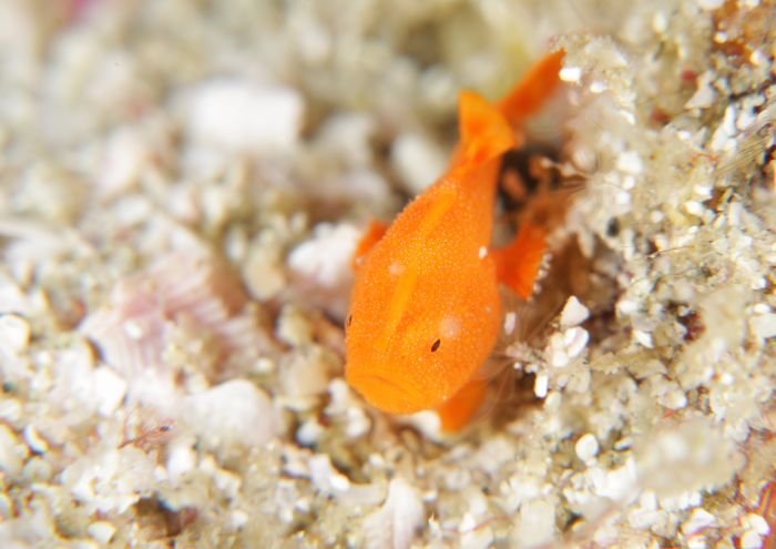 イロカエルアンコウ