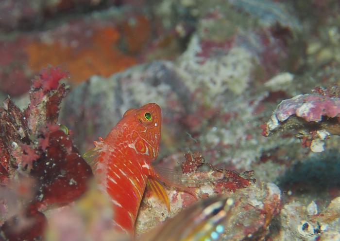 オシャレハナダイ