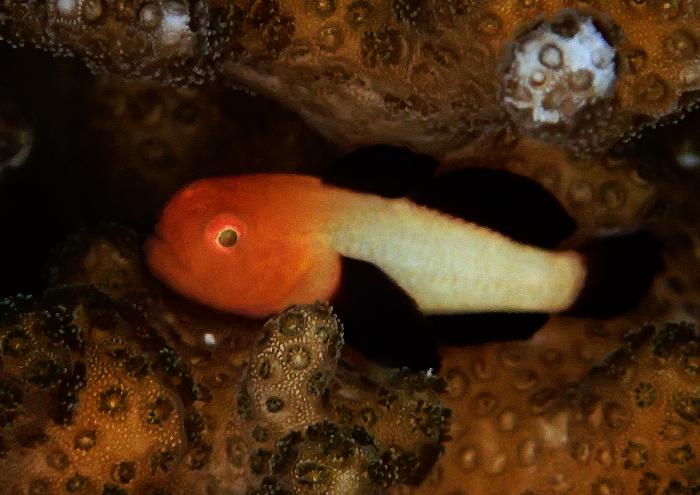 パンダダルマハゼ