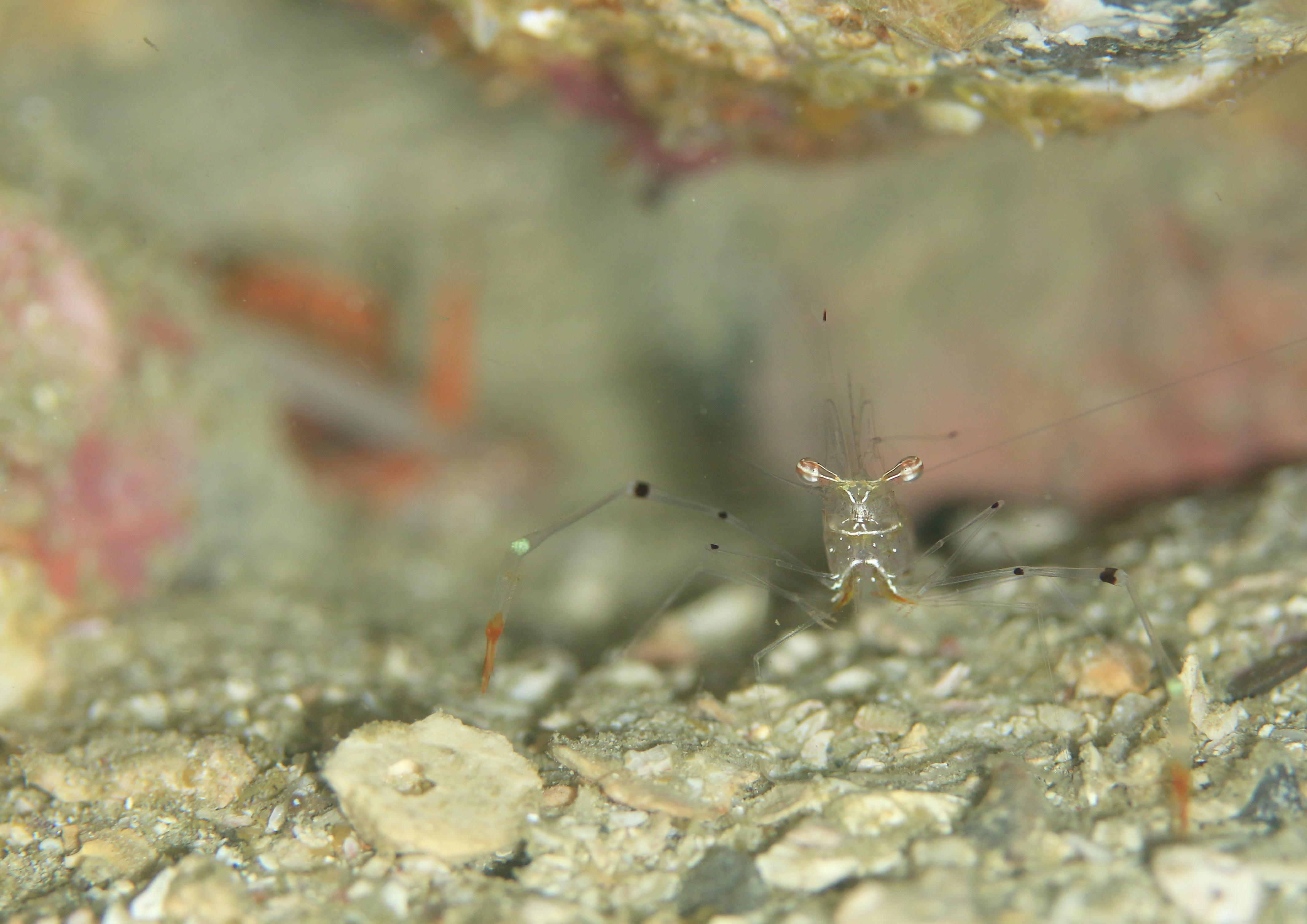 オシャレカクレエビ