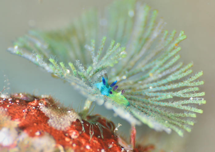 ミドリリュウグウウミウシ