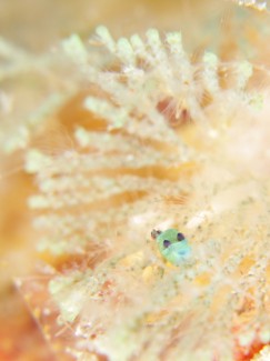 ミドリリュウグウウミウシ