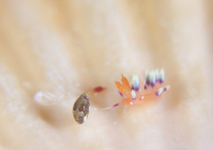 アデヤカミノウミウシ