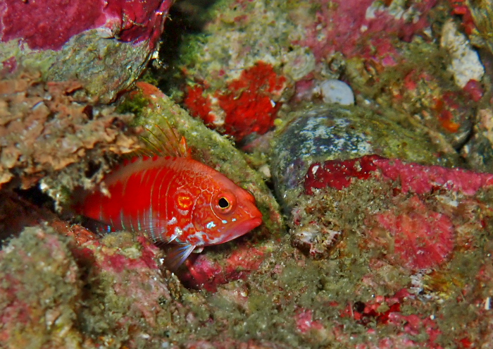 オシャレハナダイ